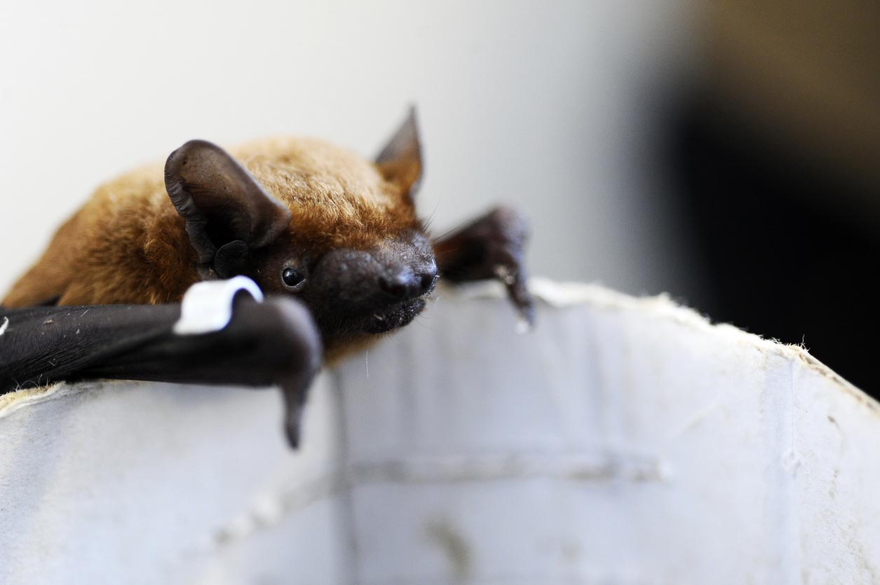 How Much Does Bat Removal Cost? (2023) Bob Vila