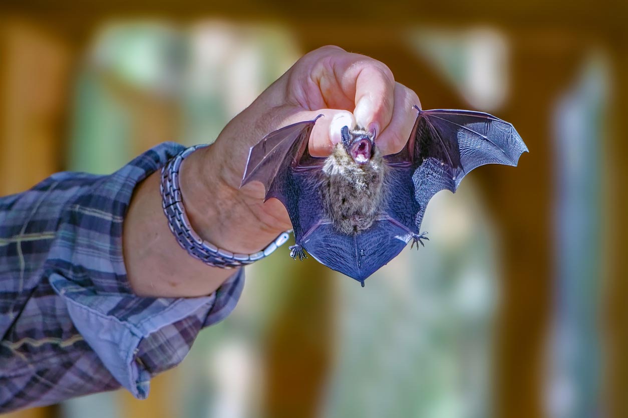 How Much Does Bat Removal Cost? (2023) Bob Vila