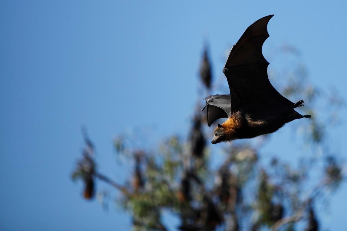 How Much Does Bat Removal Cost? (2023) Bob Vila