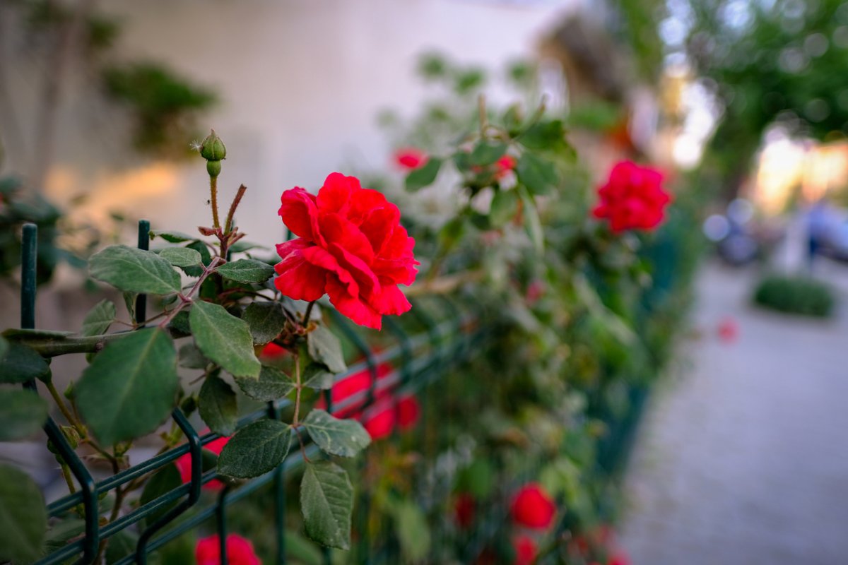 Don Juan rose climbing a fence
