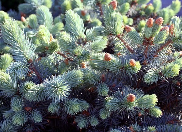 Dwarf Globe Blue Spruce (Picea pungens ‘Globosa’)