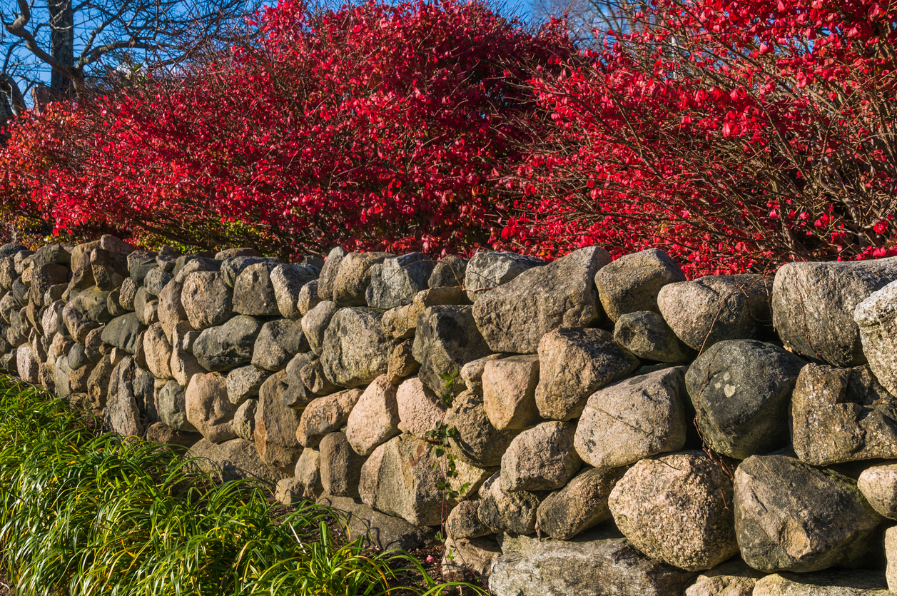 Fieldstone wall in front of trees with red foliage