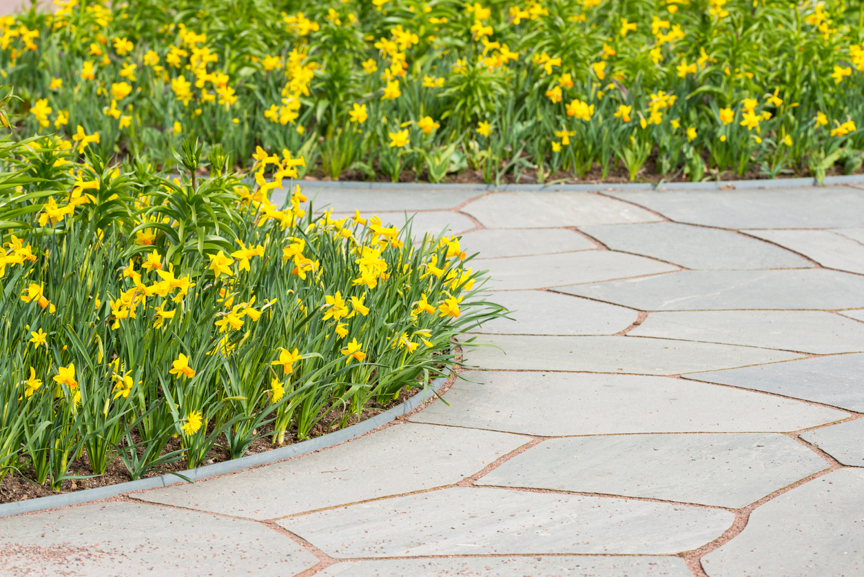 A grey flagstone walkway surrounding flower beds full of daffodils