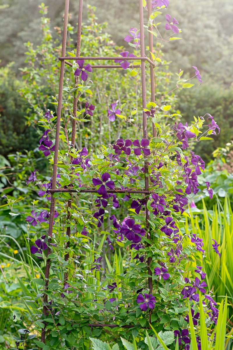 A trellis with flowers growing up it for added backyard privacy.