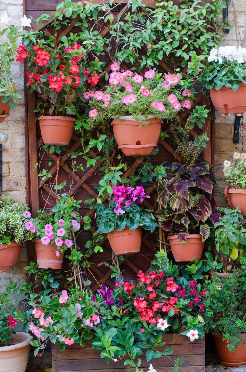 Vertical garden on a privacy fence.
