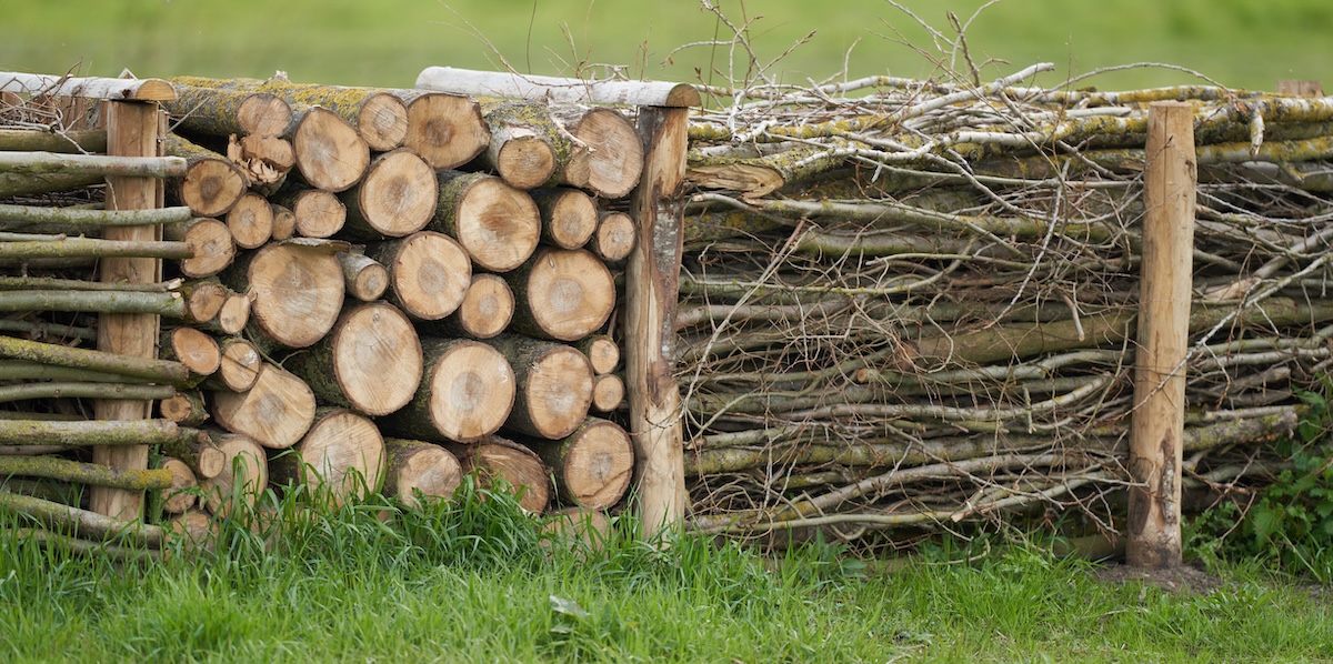 A dead hedge fence in a suburban yard.