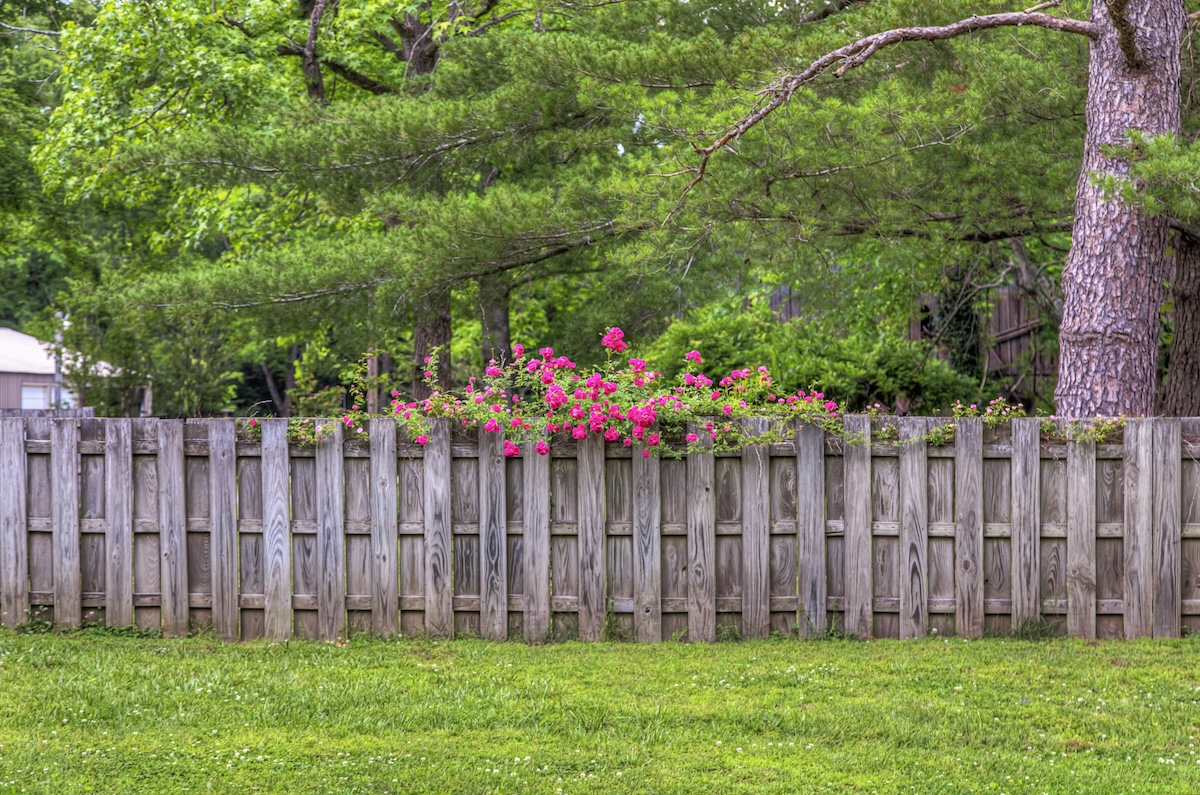 A wood fence in a backyard with grass and trees.