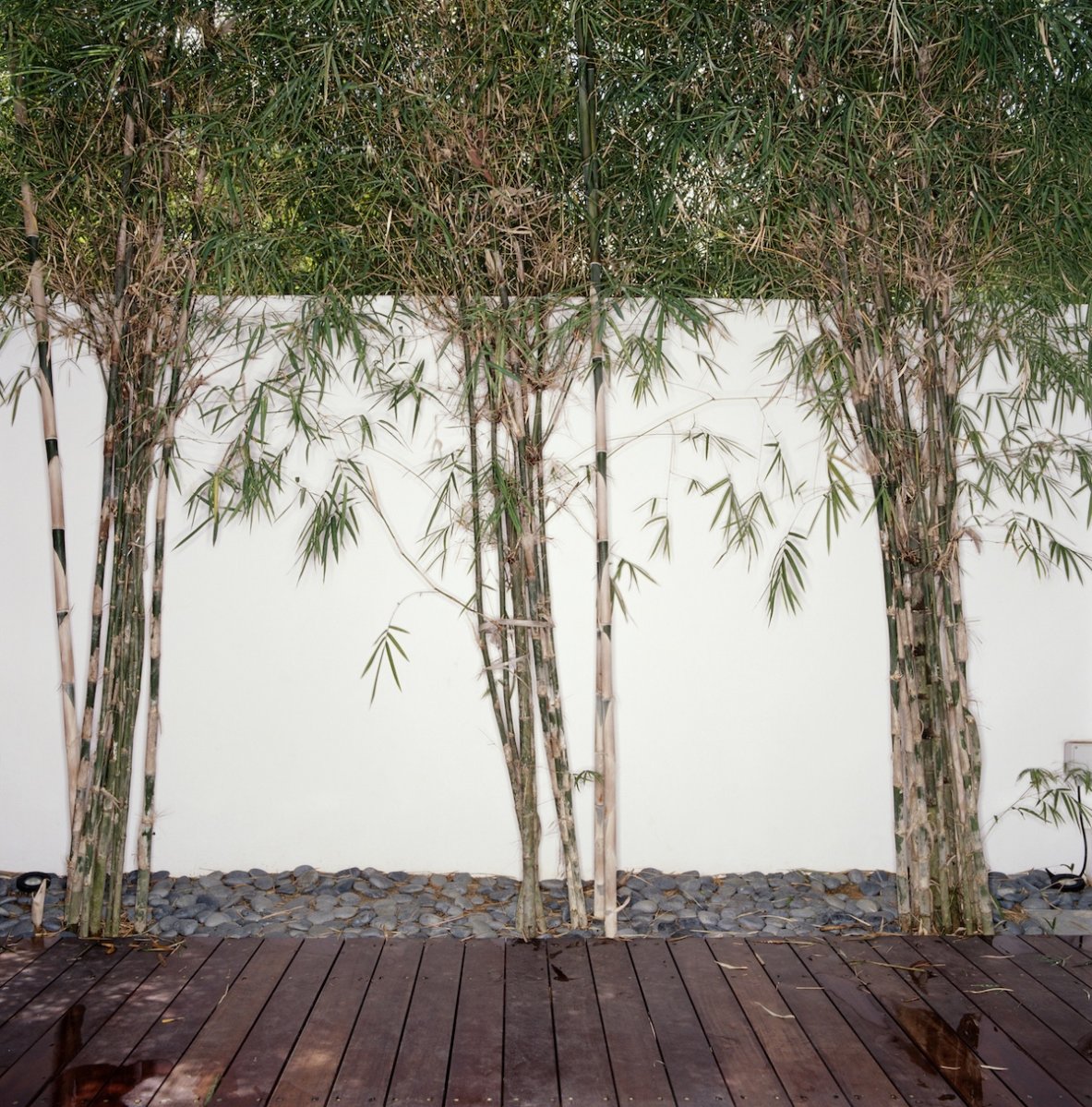 Bamboo backyard privacy fence.