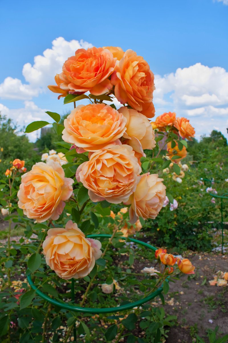 Lady of Shallot Climbing Roses