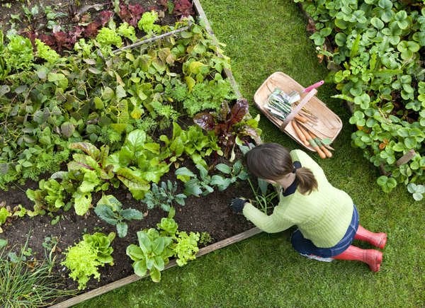 Overhead shot of woman planting in raised beds