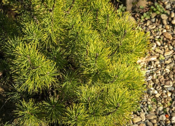 Carsten’s Wintergold Mugo Pine (Pinus mugo ‘Carsten’s Wintergold’)