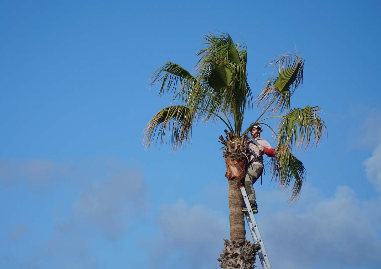 How Much Does Palm Tree Removal Cost? Bob Vila