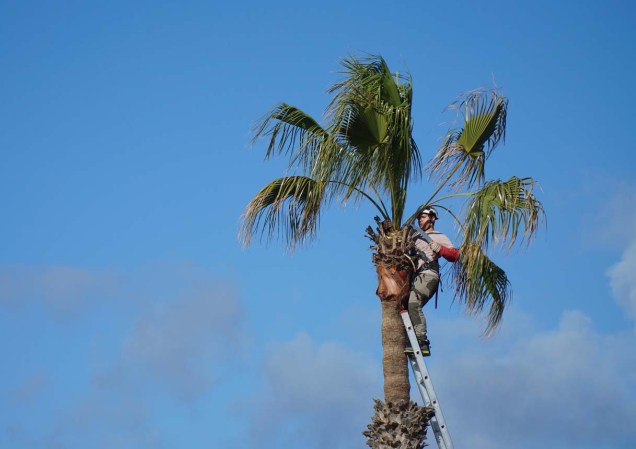 How Much Does Palm Tree Removal Cost?