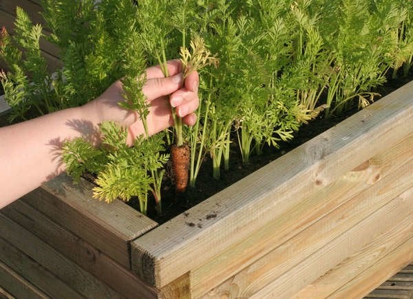 Woman pulling carrots out of raised wooden planter