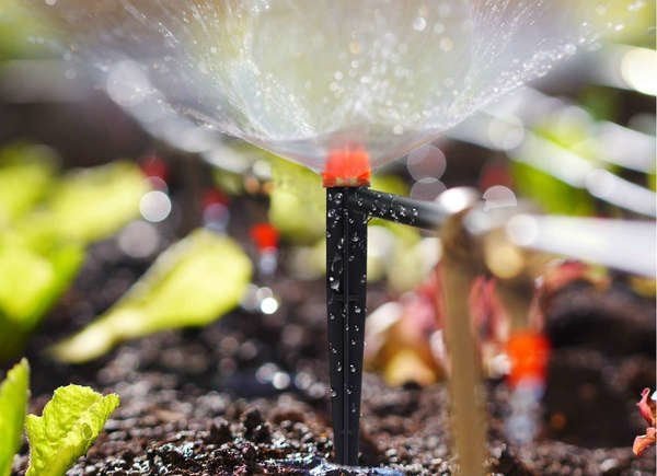 Close up of sprinkler watering roots of plants