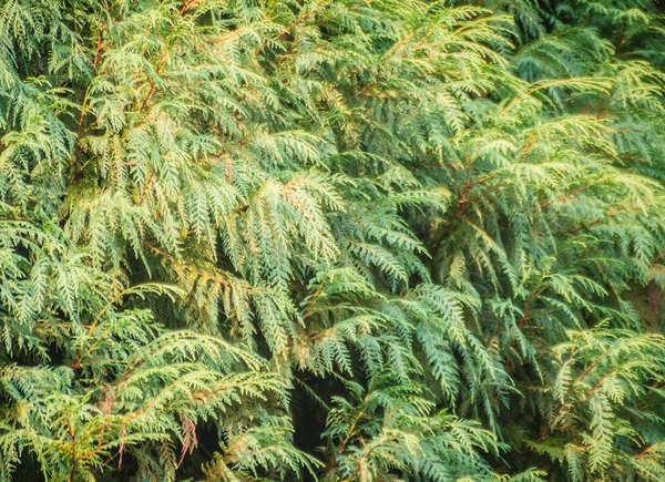 Siberian Carpet Cypress (Microbiota decussata)