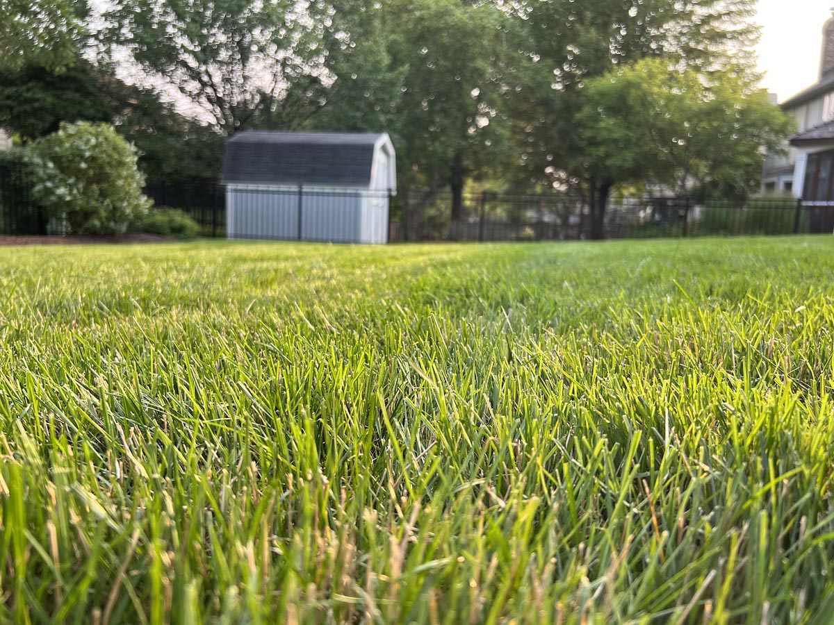 A close-up of a neatly trimmed lawn after using the Ryobi 21-inch self-propelled all-wheel-drive mower