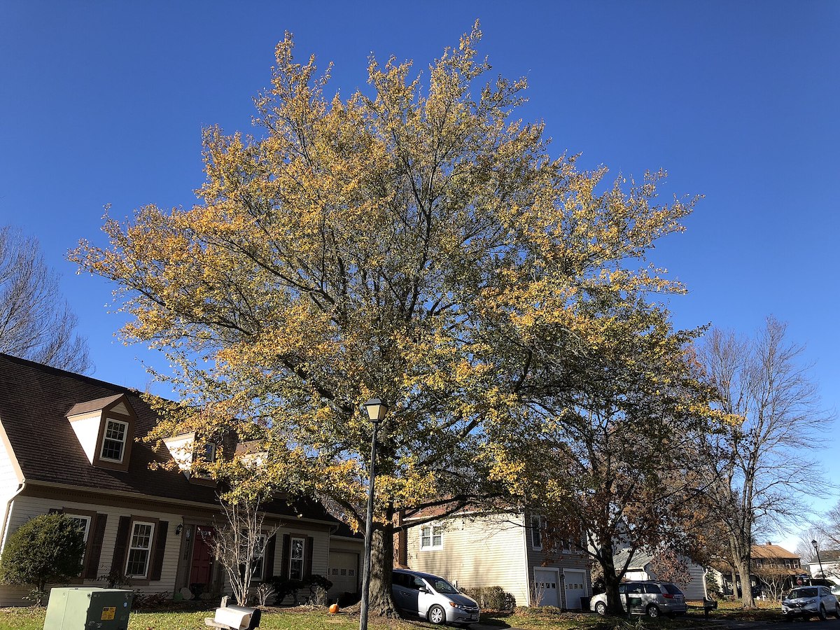water oak tree in autumn in a front yard