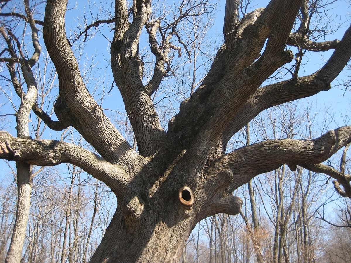 Bur oak trunk and limbs