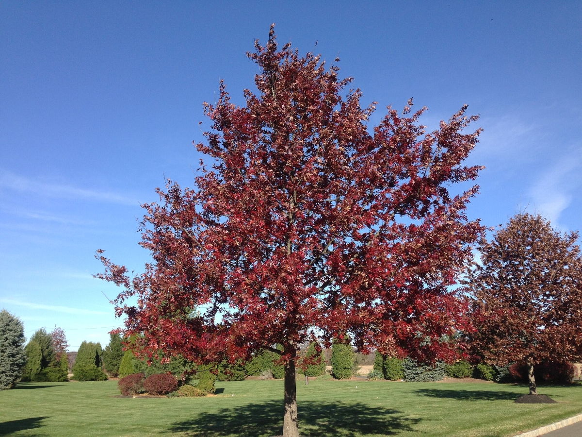 Red oak tree