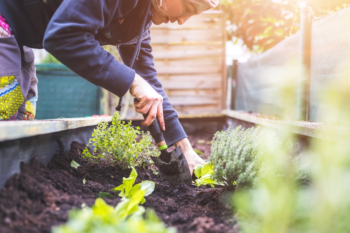 Woman is planting vegetables and herbs in raised bed. 