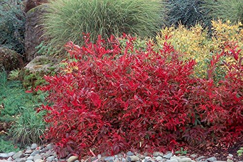 bright red bush of virginia sweetspire