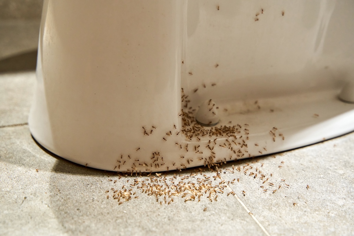 A colony of ants hides their eggs under the toilet in the bathroom.