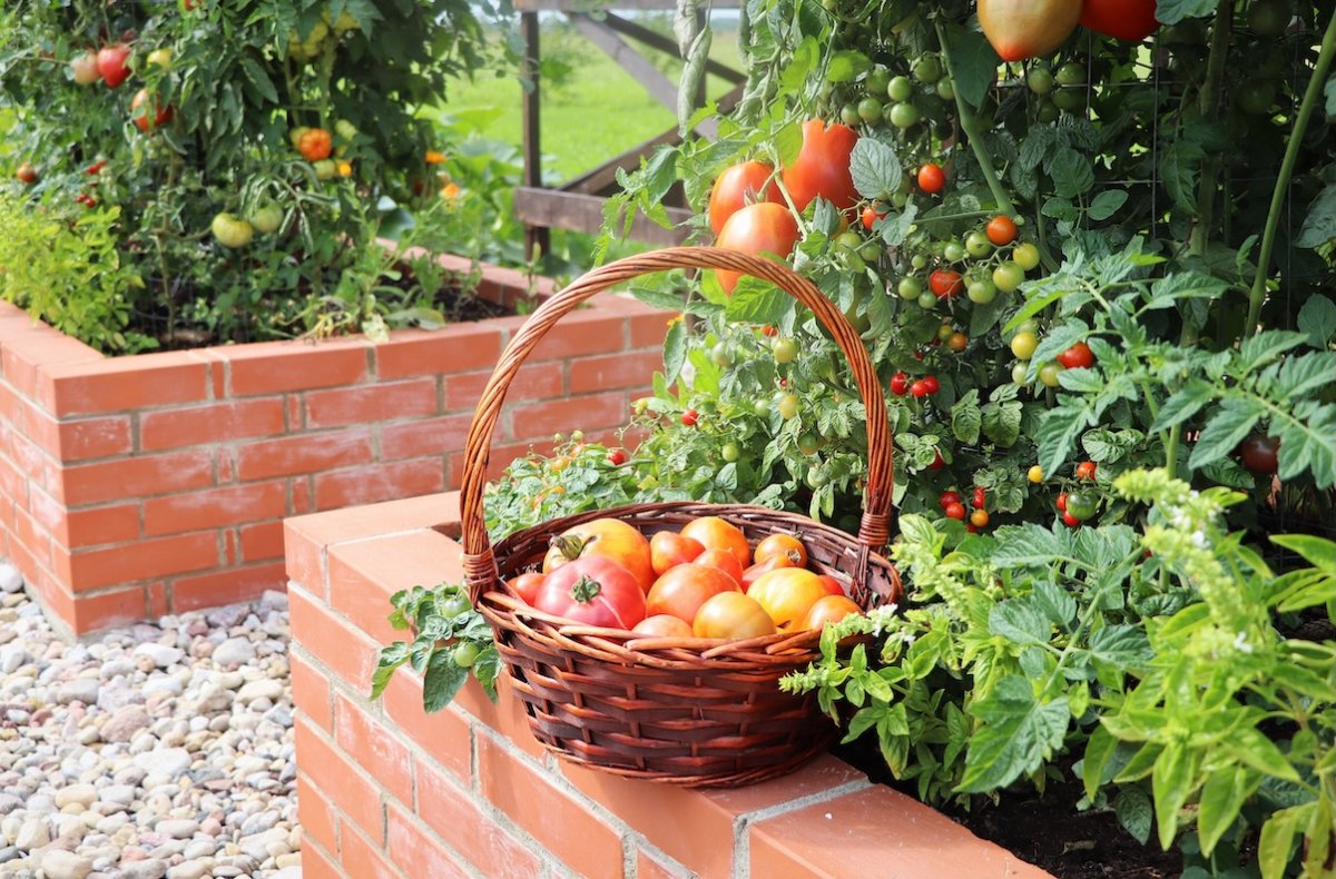 Brick raised beds growing plants, including tomatoes, with a basket of tomatoes sitting on the edge of one bed.