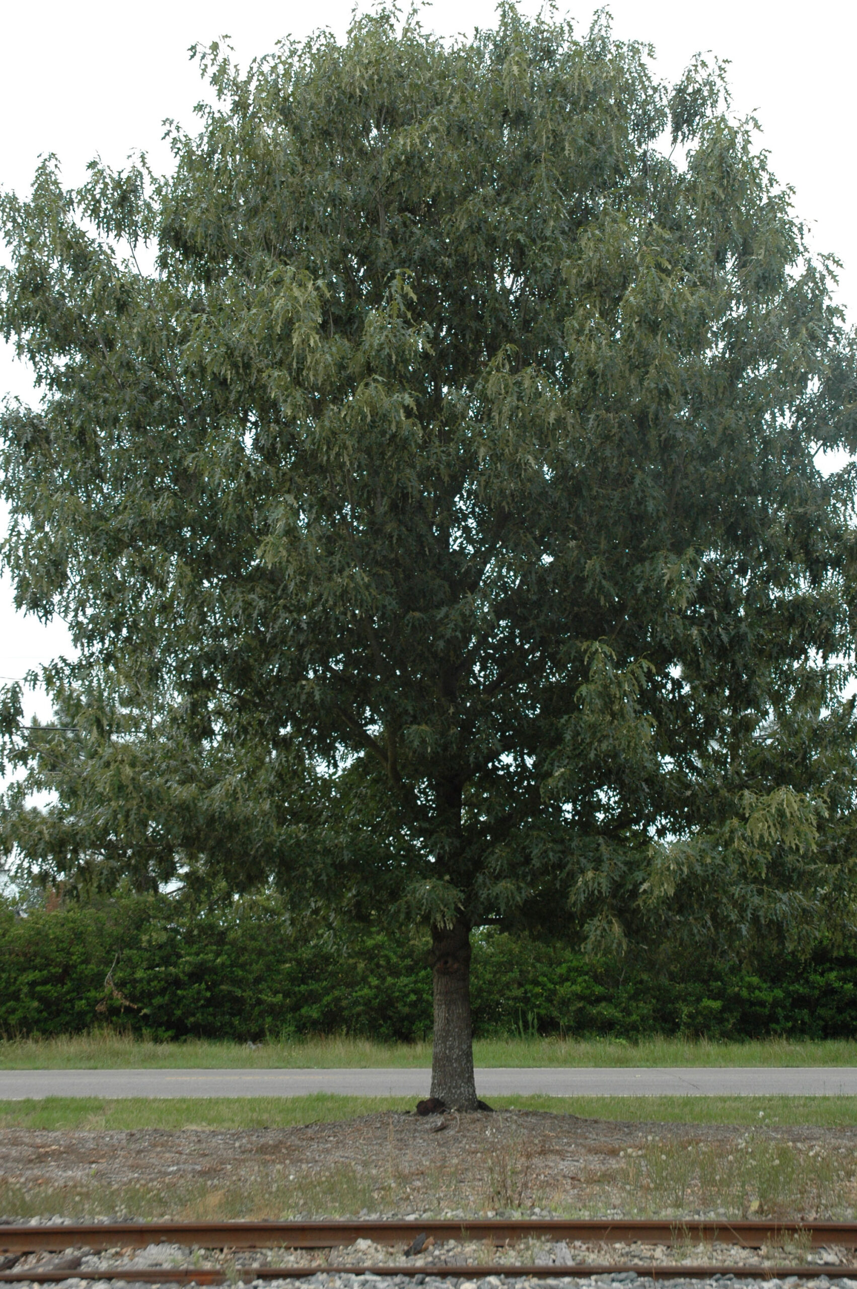 cherrybark oak tree in a yard