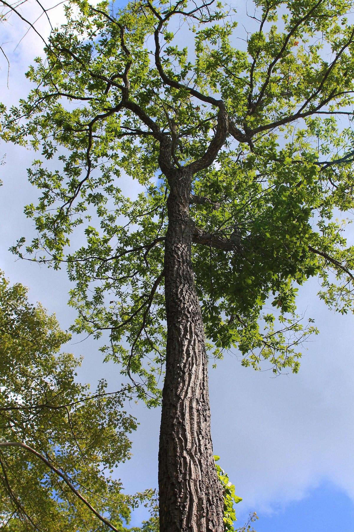 chestnut oak tree