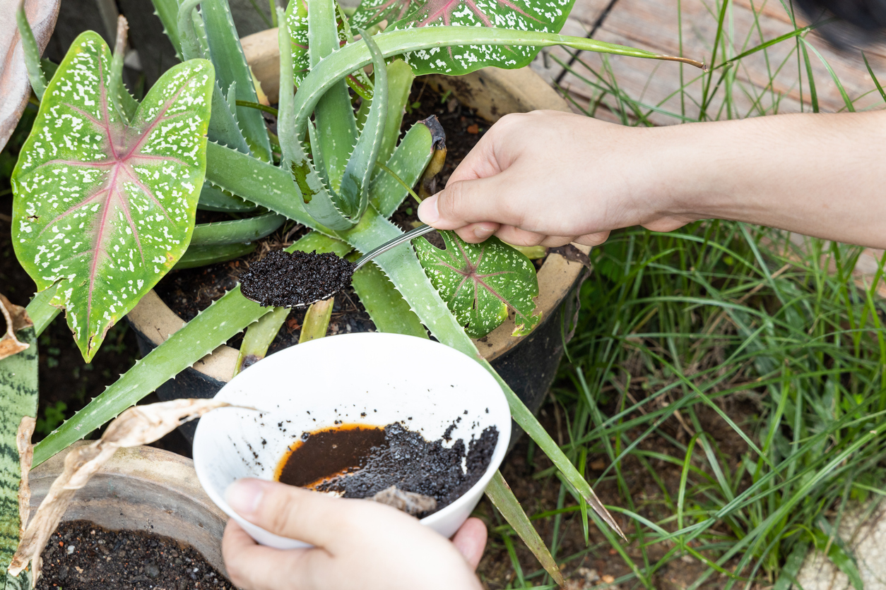 Point-of-view perspective of a home gardener adding used coffee grounds to a container plant.