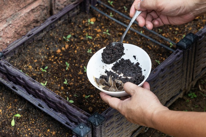 How to Use Coffee Grounds in the Garden
