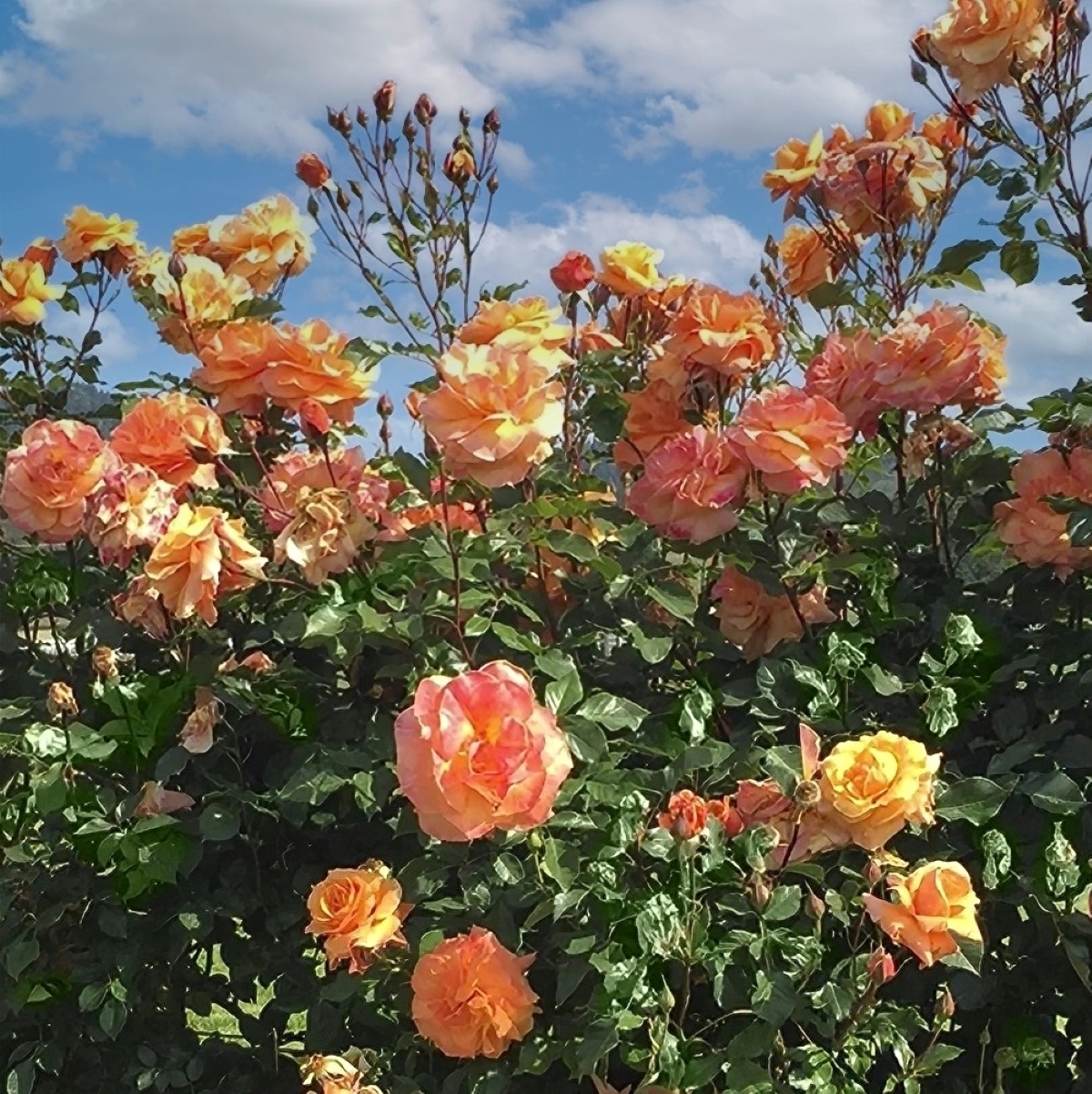 Orange roses with sky background