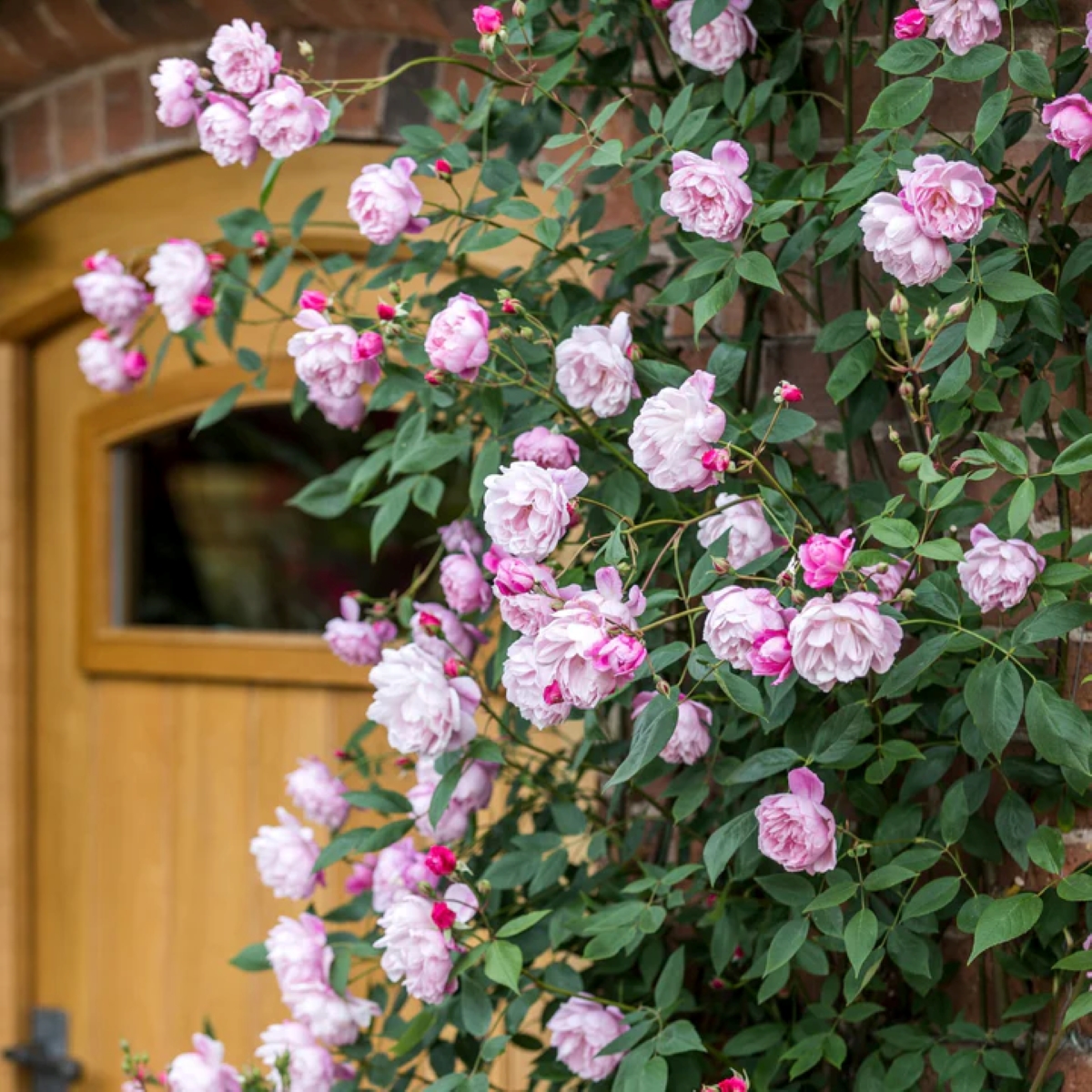 Pink roses climbing near door