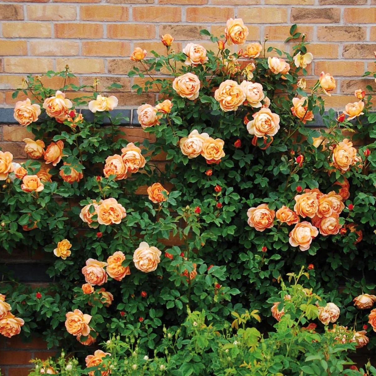 Red bronze colored roses climbing brick wall