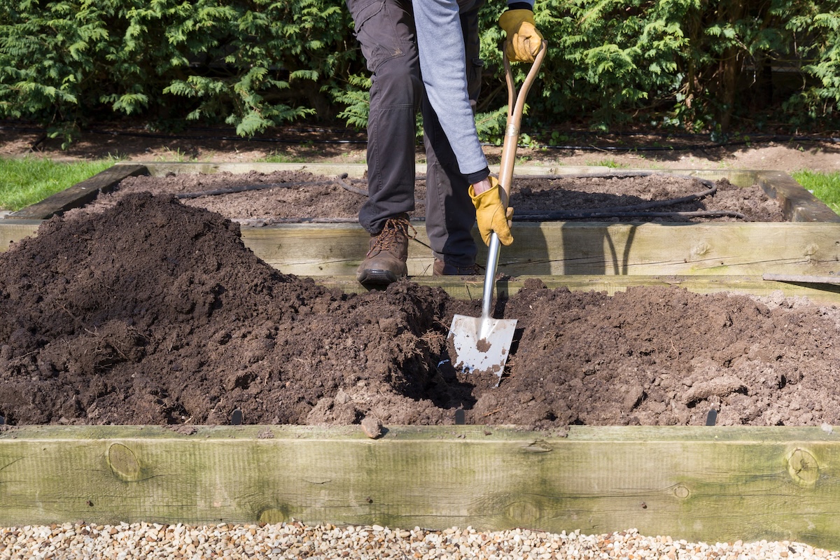 Man digging with a shovel in a vegetable garden.