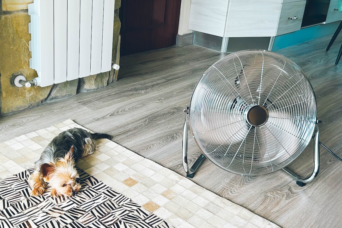 A small yorkie dog lays nexts to an electric fan propped up in a living room.