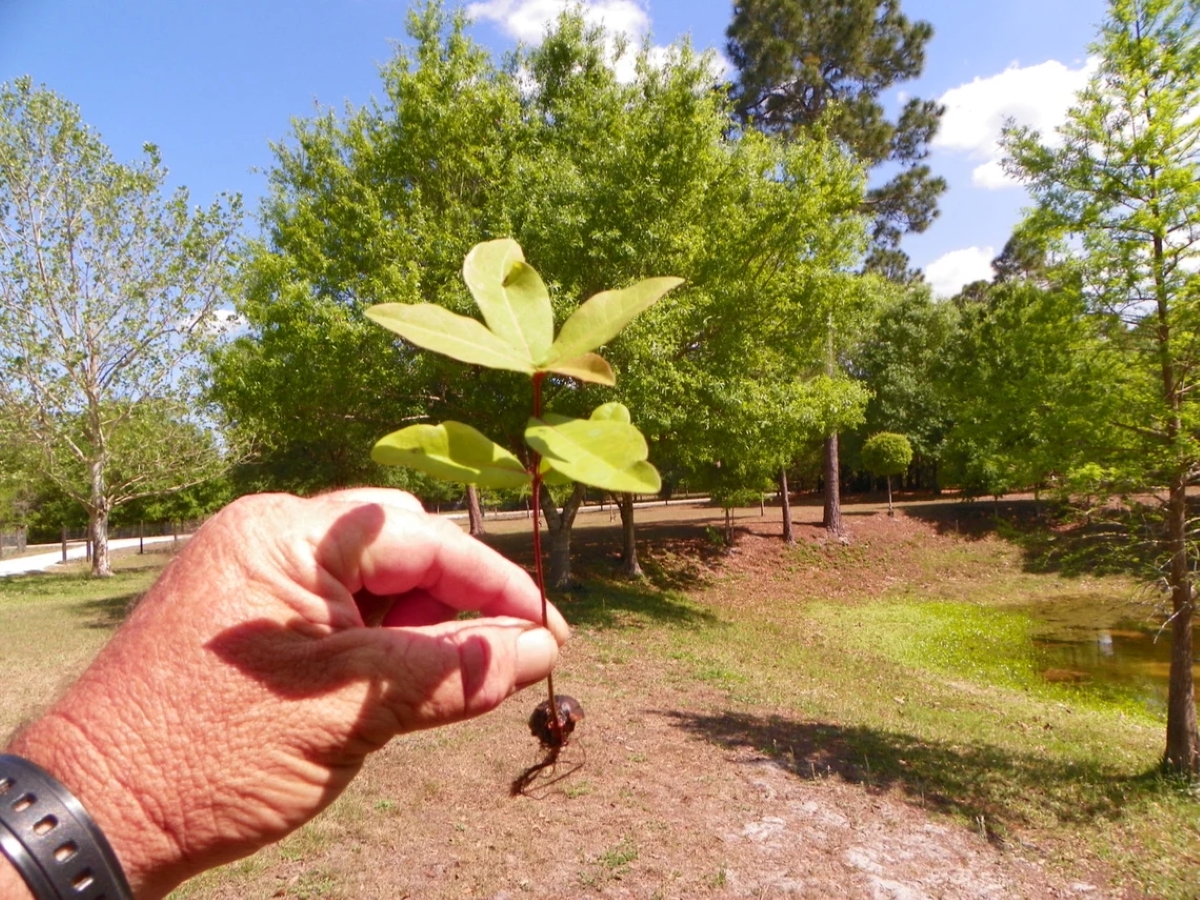 Person holding tree seedling