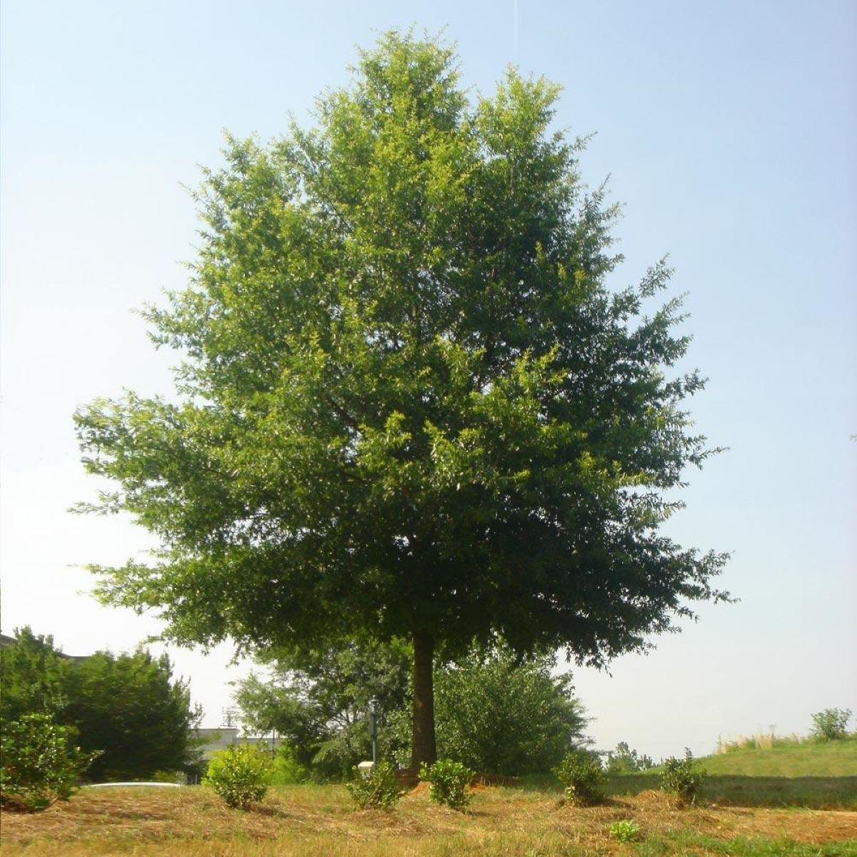 Willow oak tree