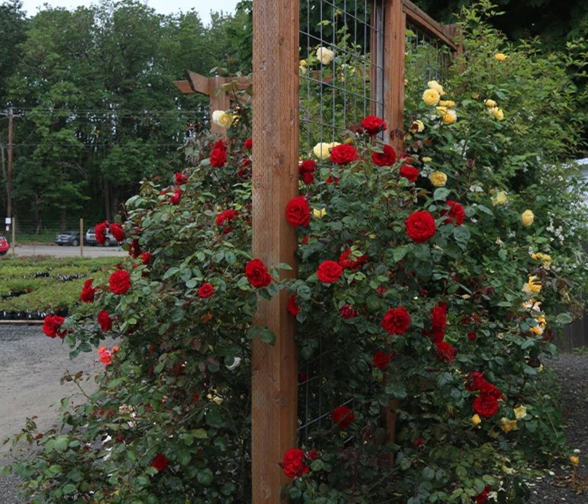 Red roses on trellis