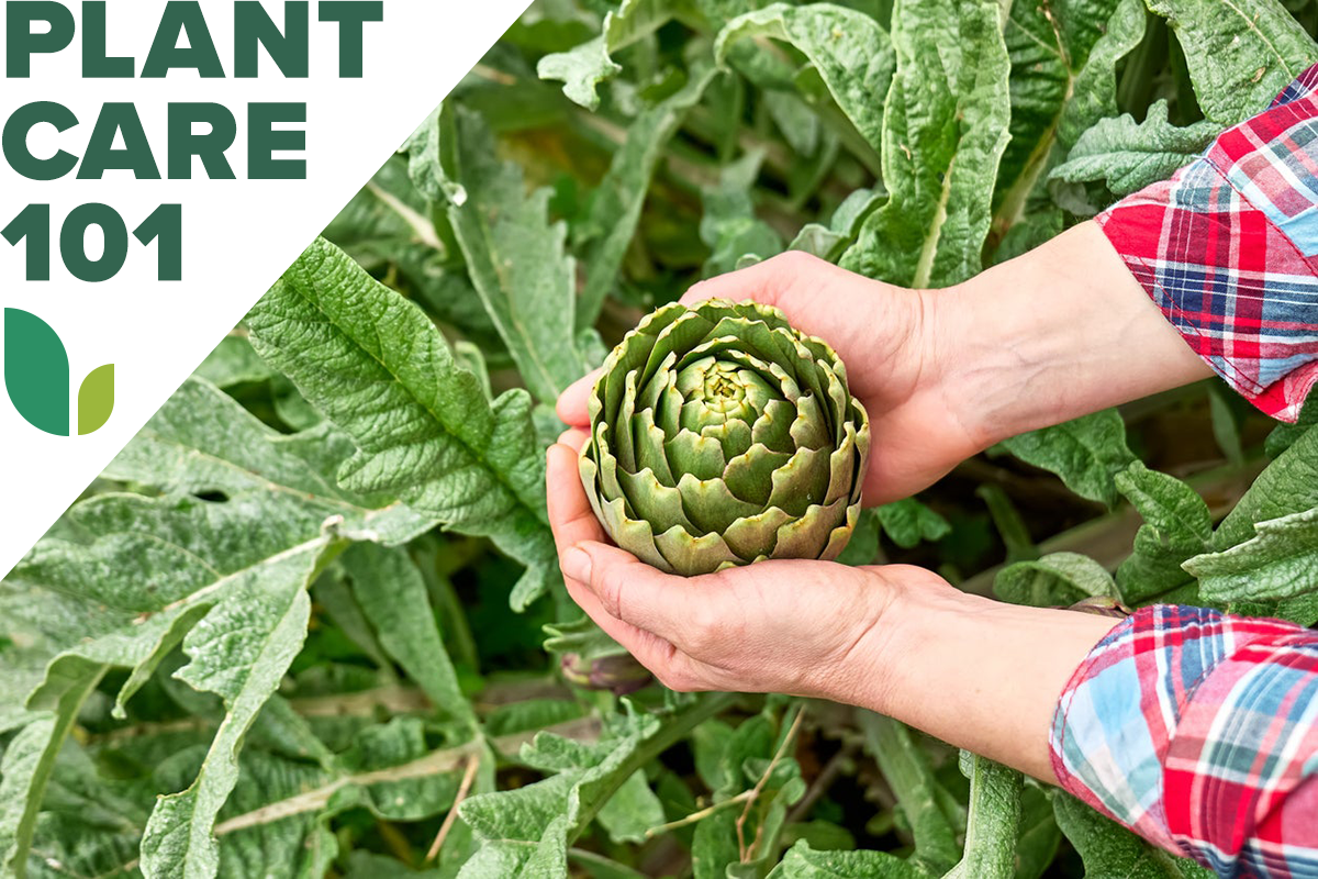 gardener holding artichoke flower in their hands with Plant Care 101 graphic overlay