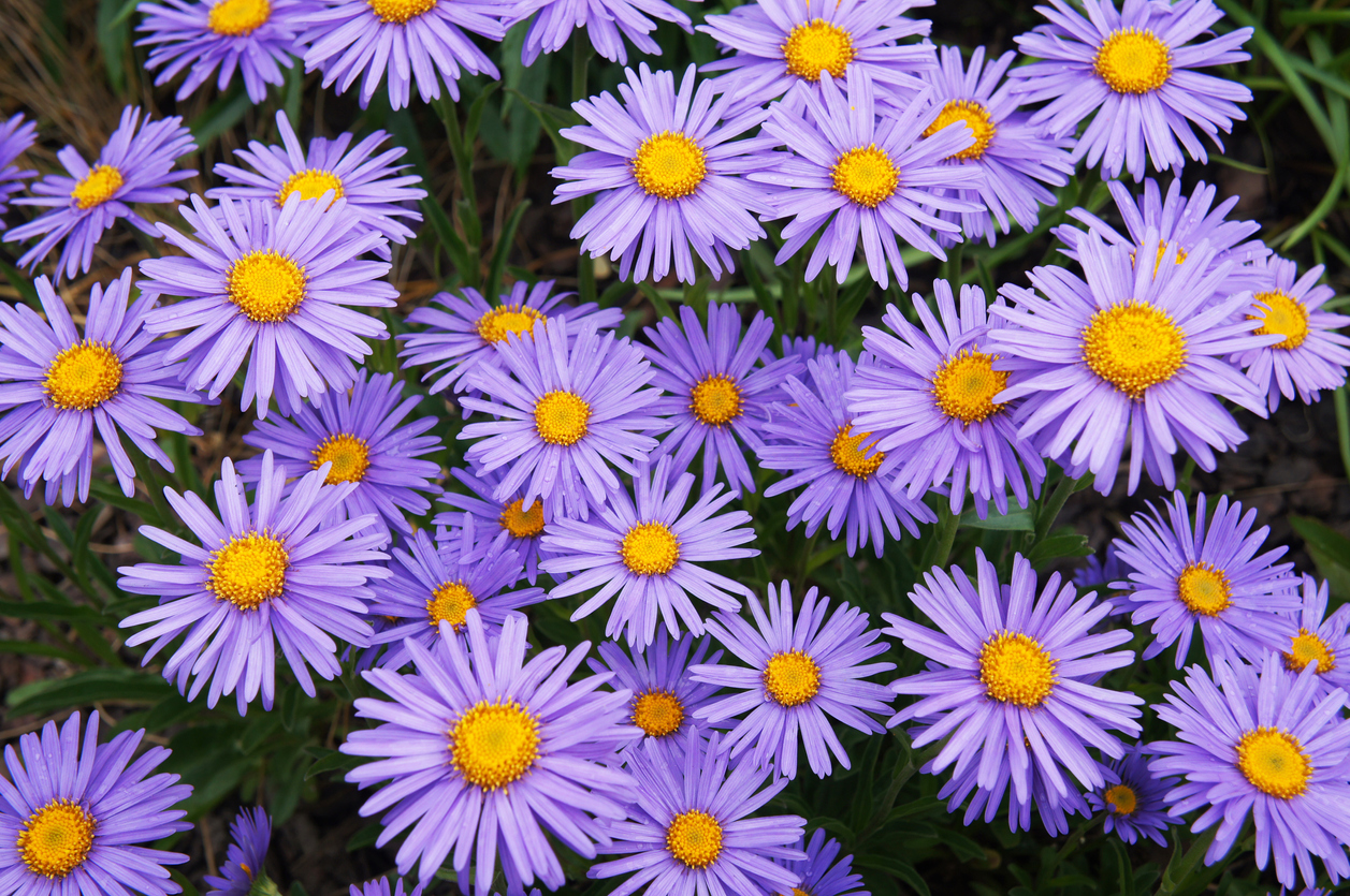 group of purple blossoms of aster flower