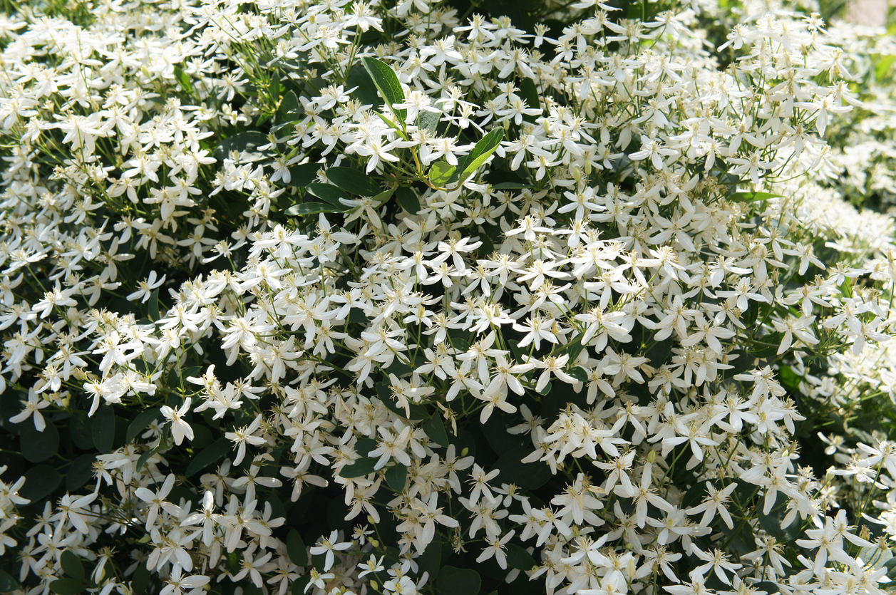 bush full of small white blossoms of sweet autumn clematis flower
