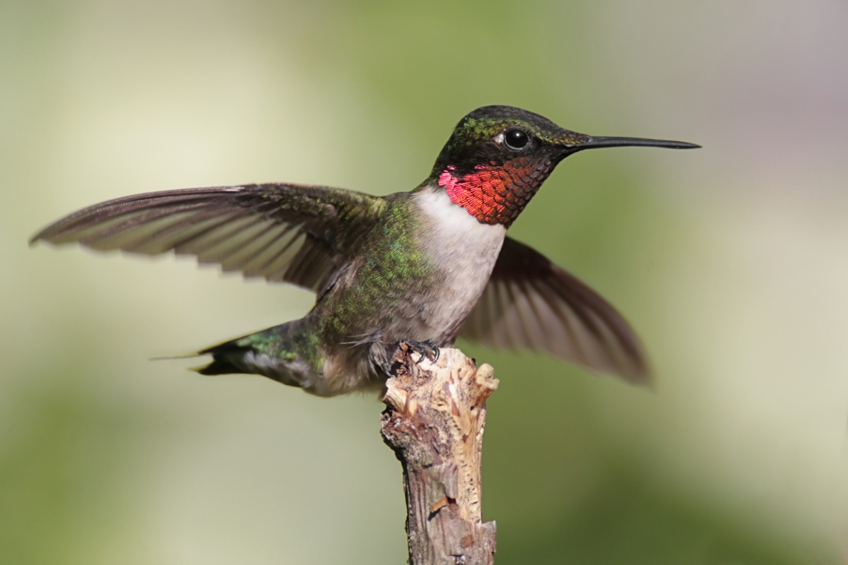 red throated hummingbird in flight