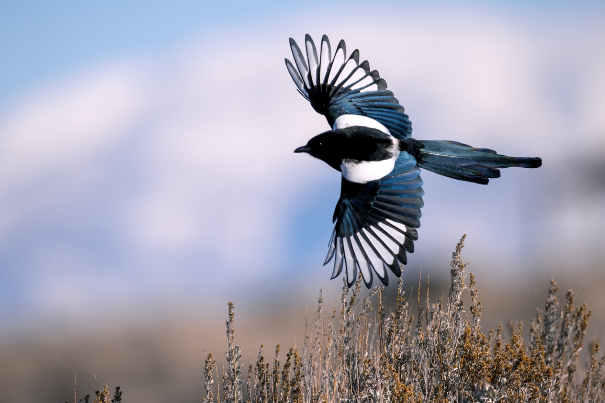 Black-billed bird flying