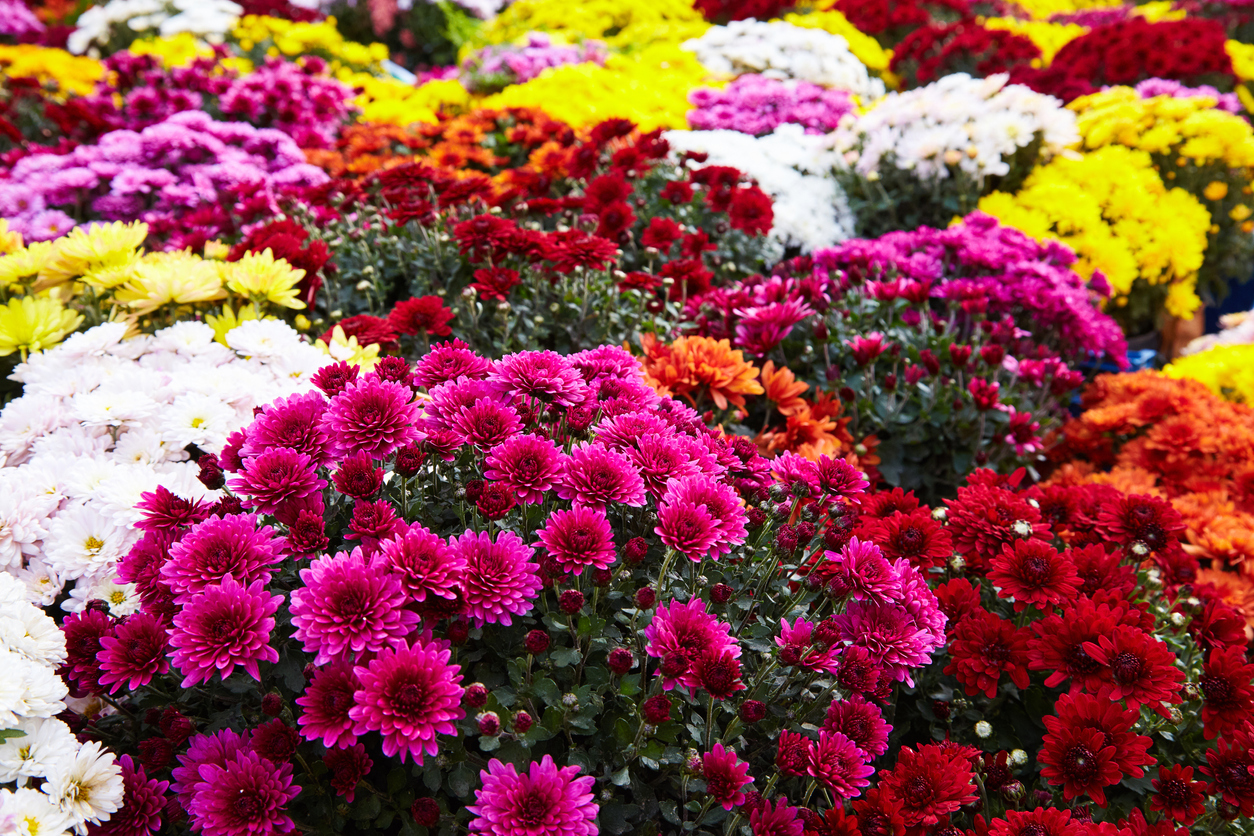bunches of multicolored chrysanthemum flowers in red yellow white and pink