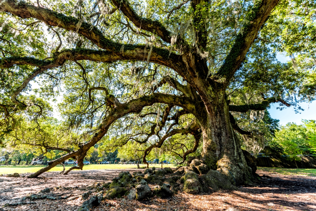Large live oak tree with Spanish moss