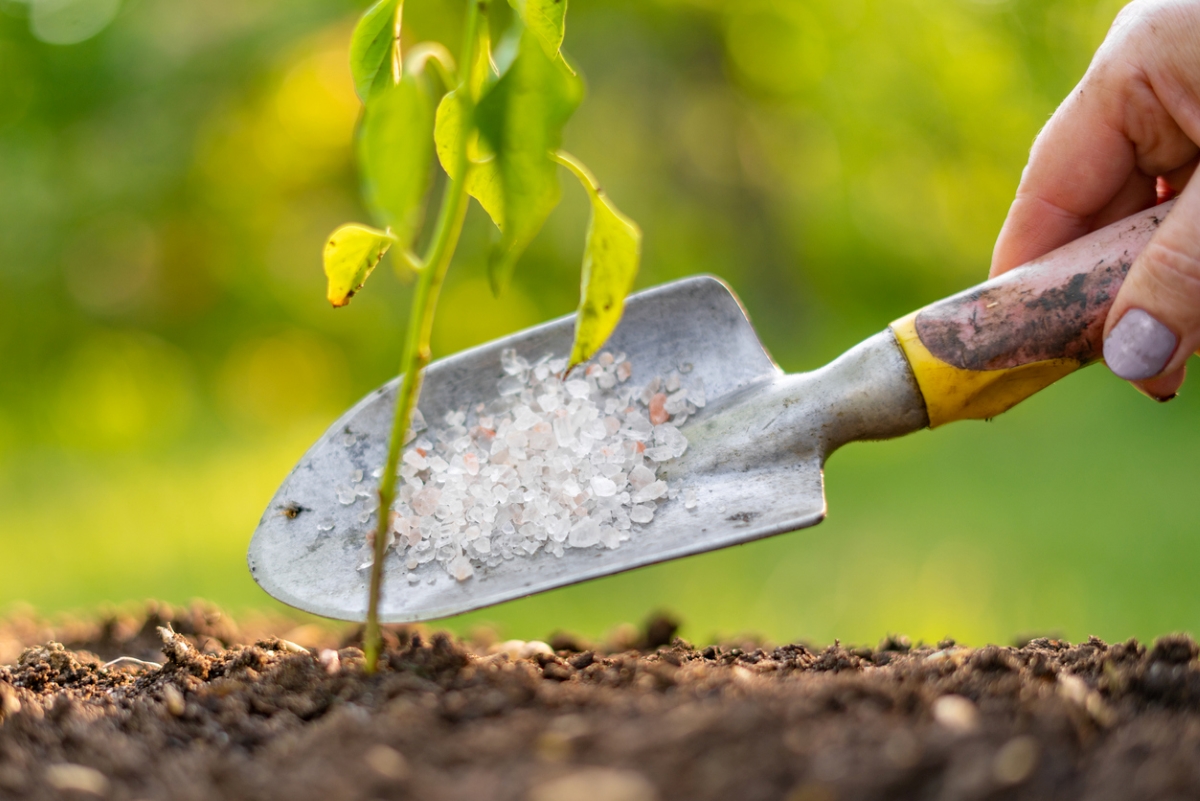 Dumping salt from a spade onto a garden plot. 