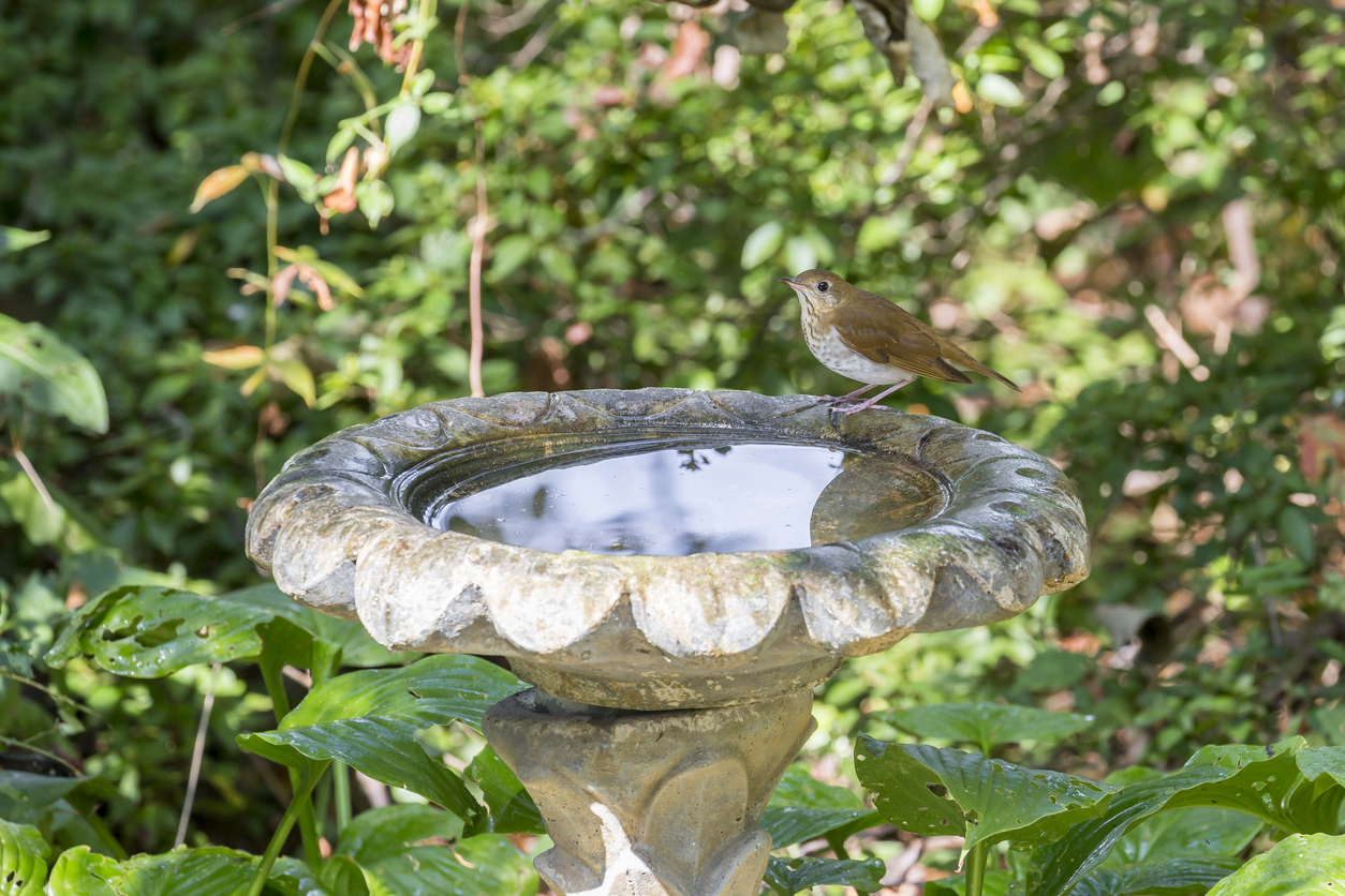 bird perched on bird bath in garden