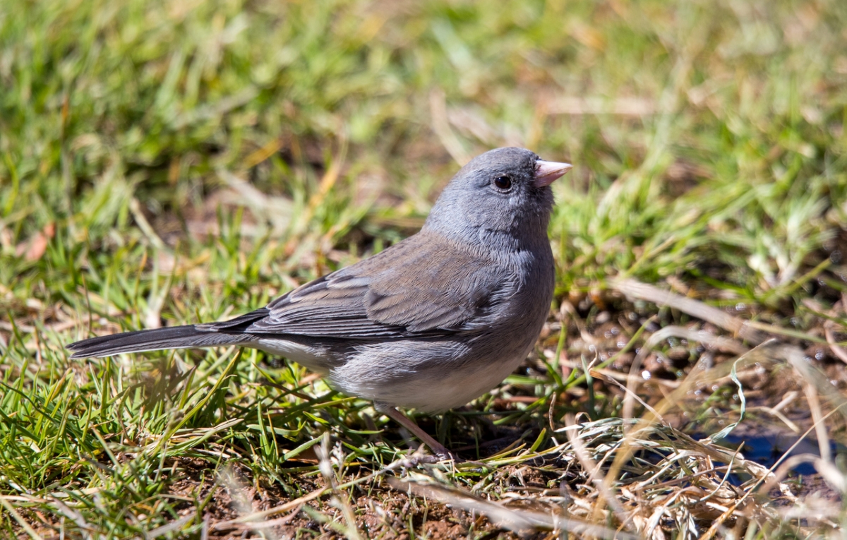 Small gray bird on ground